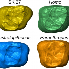 Article PNAS : Dental data challenge the ubiquitous presence of Homo in the Cradle of Humankind